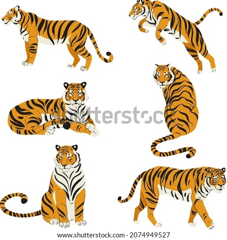 Flat set of cute tigers in various poses isolated on white vector illustration Royalty-Free Stock Photo #2074949527