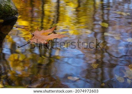 dried leaf. dry leaf on the luster of a water. autumn photo.