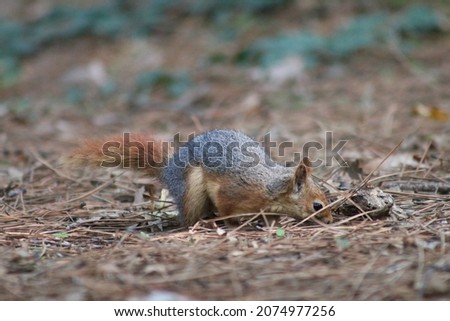 squirrels looking winter foods in forest