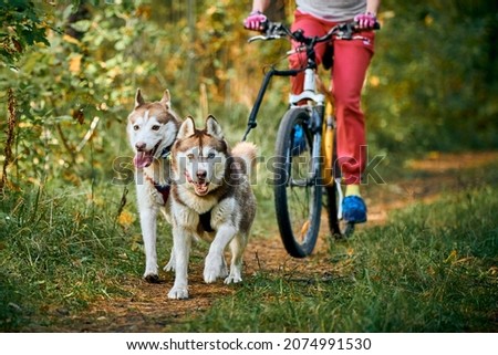 Bikejoring sled dogs mushing race, fast Siberian Husky sled dogs pulling bike with bicyclist, autumn competition in sunny forest, sled dog racing Royalty-Free Stock Photo #2074991530