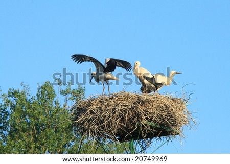 A stork flying away from the nest
