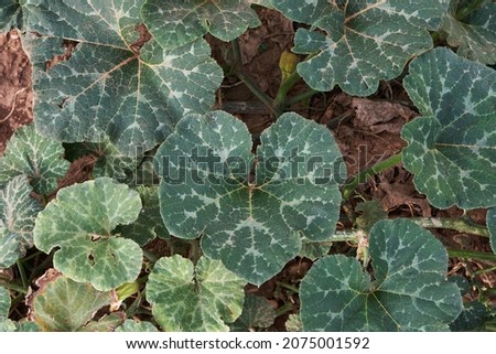 Cucurbita moschata squahs plant green foliage Royalty-Free Stock Photo #2075001592