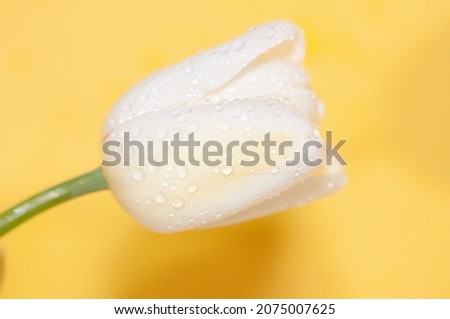 Red White Rose isolated with daindrops on yellow background, Artistic photography with flowers 