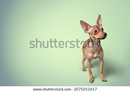 Sitting puppy crossbreed dog, on a pastel background