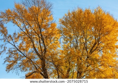 Fall Tree, yellow leaves, very blue sky with no clouds. Depth of field.