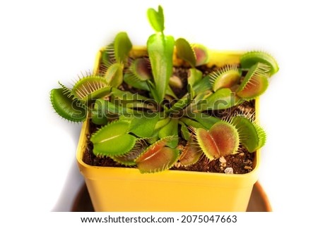Venus flytrap. Live trap for insects. Insectivorous plant. An exotic plant. Royalty-Free Stock Photo #2075047663