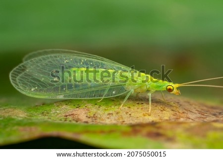 A close shot of a green lacewing found in the rainforest of Sandakan, Sabah, North Borneo, Malaysia. Royalty-Free Stock Photo #2075050015