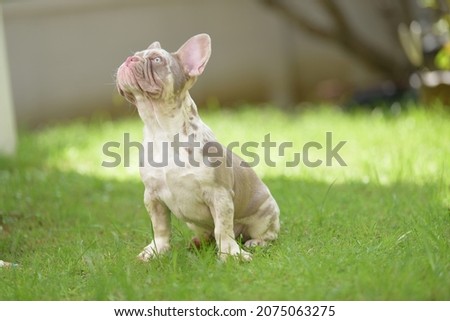 Close up portrait of cute puppies french bulldog