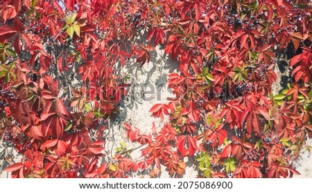 Fence with colorful decorative autumn plant