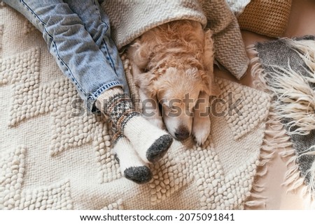 Festive socks on  legs and cute golden retriever dog on carpet. Family relax time. Winter Christmas holidays and hygge concept.  Atmospheric moments lifestyle. Royalty-Free Stock Photo #2075091841
