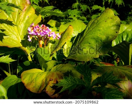 Pink flower surrounded by green leaves. A flower bloomed in the garden