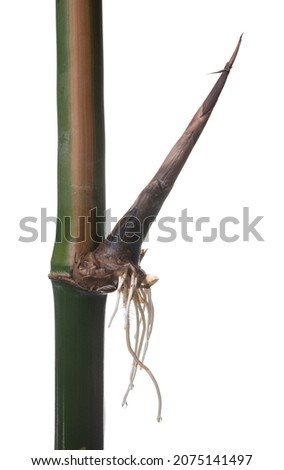 Close up of bamboo with root growth on white Background.