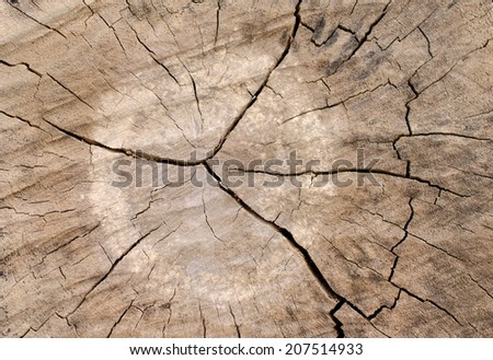 tree stumps and felled forest deforestation.