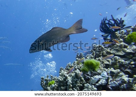 Fish swimming near coral, Barracuda Bommie Dive Site, Great Barrier Reef, Queensland, Australia Royalty-Free Stock Photo #2075149693