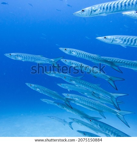 Barracuda underwater, Barracuda Bommie Dive Site, Great Barrier Reef, Queensland, Australia Royalty-Free Stock Photo #2075150884