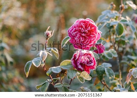 Roses draped with frost. The first frosts, cold weather, frozen water, frost and hoarfrost. Macro shot. Early winter. Blurred background. Royalty-Free Stock Photo #2075151367