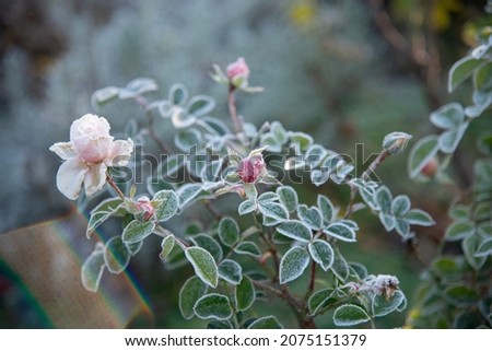 Roses draped with frost The first frosts, cold weather, frozen water, frost and hoarfrost. Macro shot. Early winter. Blurred background. Royalty-Free Stock Photo #2075151379