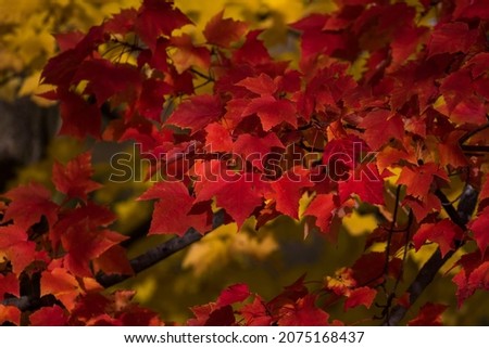 Acer saccharum, the sugar maple in autumn Royalty-Free Stock Photo #2075168437