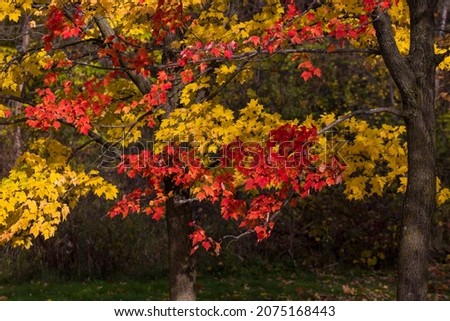 Acer saccharum, the sugar maple in autumn Royalty-Free Stock Photo #2075168443