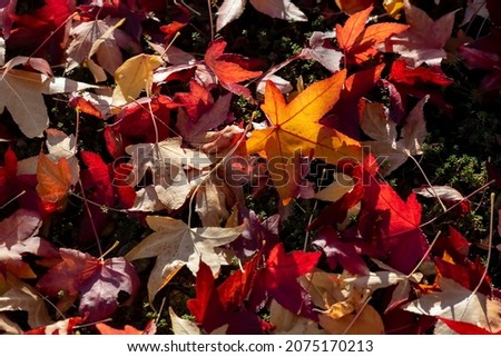 Leaves of American sweetgum (Liquidambar styraciflua), or storax with sharply pointed palmate lobes in autumn season. Colorful translucent foliage on the ground back lit by low november sun.
