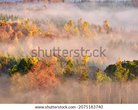 Autumn forest in the fog. Treetops above the fog. 