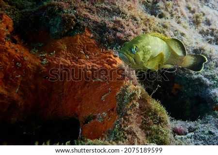 young grouper on the sea floor of the Mediterranean