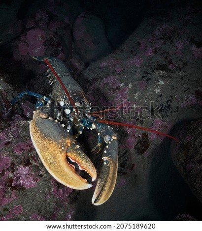 A wild Homarus gammarus underwater Royalty-Free Stock Photo #2075189620
