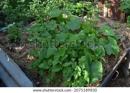 Potatoes and pumpkin grow together in a tall compost bed covered with dry grass, surrounded by raspberry bushes. Mixed garden.