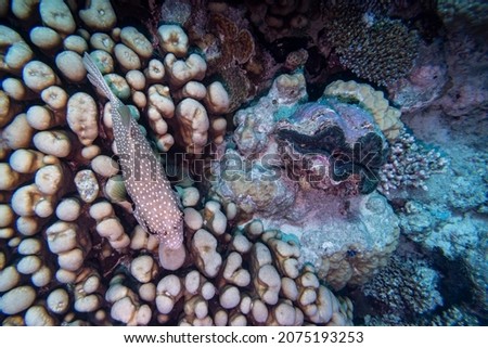 White spotted pufferfish swimming near giant clam, Turtle Bommie Dive Site, Great Barrier Reef, Queensland, Australia Royalty-Free Stock Photo #2075193253
