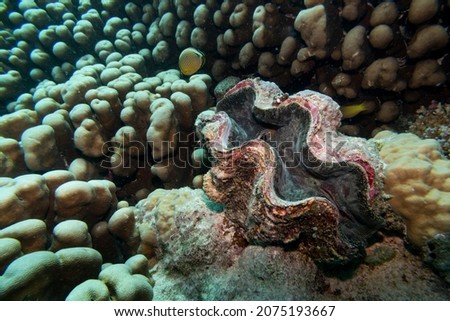Giant clam near corals, Turtle Bommie Dive Site, Great Barrier Reef, Queensland, Australia Royalty-Free Stock Photo #2075193667