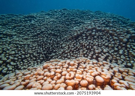 Corals, Turtle Bommie Dive Site, Great Barrier Reef, Queensland, Australia Royalty-Free Stock Photo #2075193904