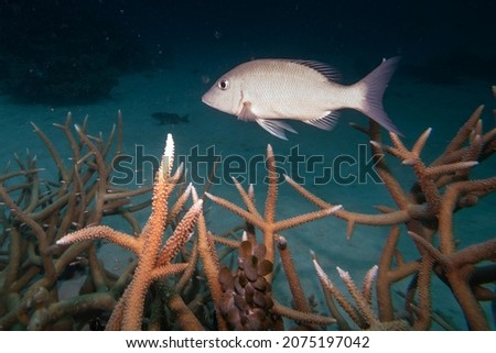 Fish near branch corals, Turtle Bommie Dive Site, Great Barrier Reef, Queensland, Australia Royalty-Free Stock Photo #2075197042