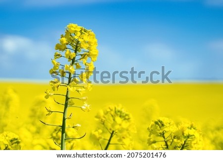 Canola field field against blue sky background. Cultivated Agricultural Field. Rapeseed plant, colza rapeseed for green energy. Yellow rape flower for healthy food oil on field. 