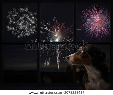 Dog looks out the window and watching the fireworks Royalty-Free Stock Photo #2075223439