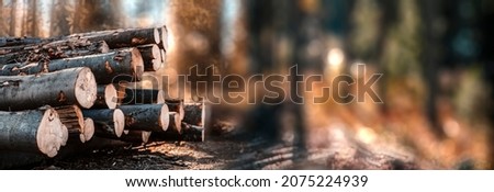 Log spruce trunks pile. Sawn trees from the forest. Logging timber wood industry. Cut trees along a road prepared for removal, Panorama Royalty-Free Stock Photo #2075224939