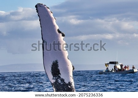 Close-up of a huge humpback whale waving its pectoral fin towards a packed whale watching raft on Maui. Royalty-Free Stock Photo #2075236336