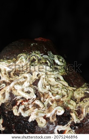 keel worms exposed on rocks at low tide
