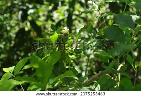 A camouflage green color oriental garden lizard hiding on top of a green branch in the garden