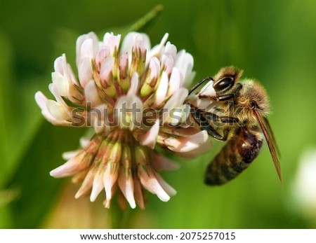 bee or honeybee on white clover flower, honey bee is in latin apis mellifera, springtime view