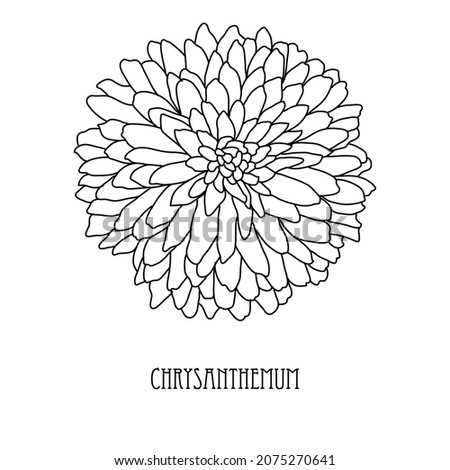 Decorative hand drawn chrysanthemum flower, design element. Can be used for cards, invitations, banners, posters, print design. Floral line art style