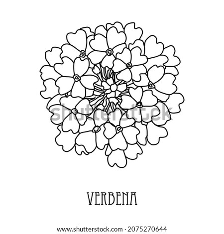 Decorative hand drawn verbena flower, design element. Can be used for cards, invitations, banners, posters, print design. Floral line art style