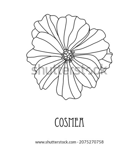 Decorative hand drawn cosmos, cosmea flower, design element. Can be used for cards, invitations, banners, posters, print design. Floral line art style