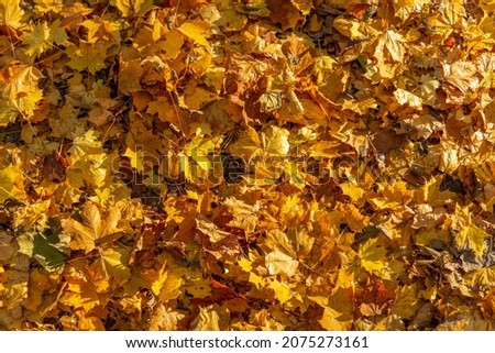 Carpet of fallen autumn leaves.