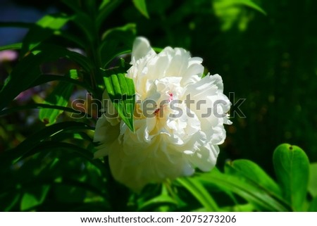 White peony flower on a sunny day. Stock Photo