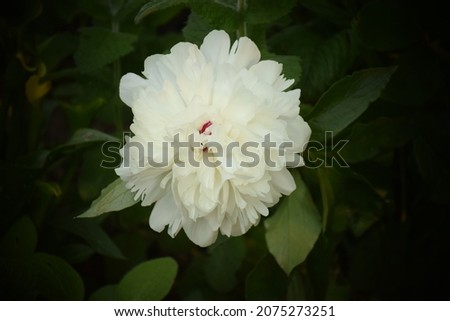 Beautiful white peony in the garden. Stock Photo 