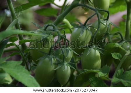 Young little green tomatoes on tomato tree in a small greenhouse. Stock Image
