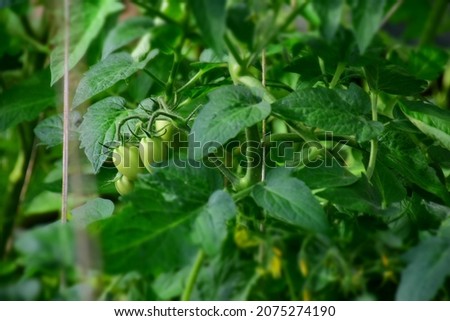 Tomato plant with unripe fruits and flowers in a small greenhouse. Stock Image