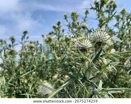 Thistle plants growing in a field Royalty-Free Stock Photo #2075274259