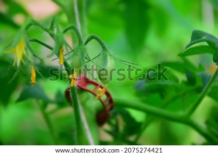Growth of tomato plants inside a greenhouse. Stock Photo