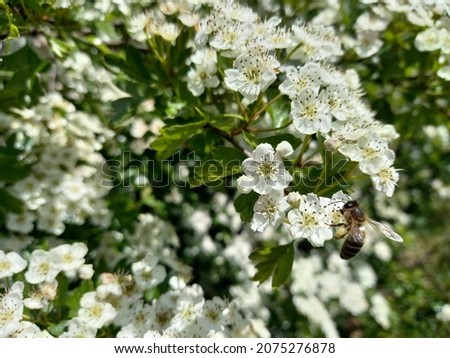 Hawthorn flowers and honey bee Royalty-Free Stock Photo #2075276878